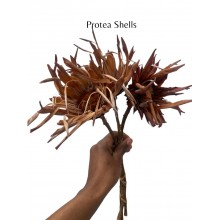 Protea Shells Protea Shells