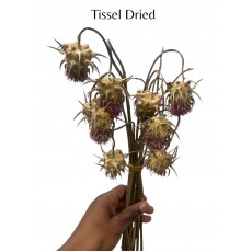 Tissel Dried 