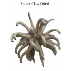 Spidergum Claws Natural 