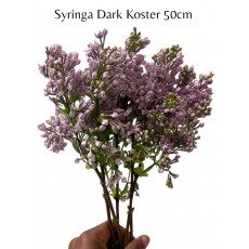 Syringa Dark Koster 
