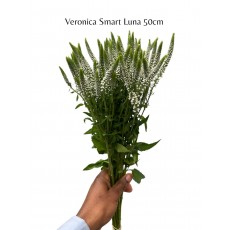 Veronica Smart Luna 50cm Veronica Smart Luna 50cm