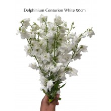 Delphinium White 