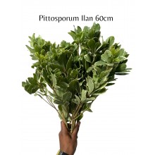 Pittosporum Ilan 60cm
