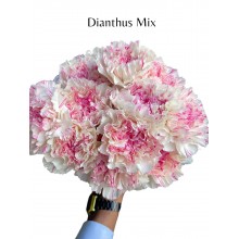 Dianthus Select Mix 