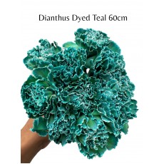 Dianthus Dyed Teal 