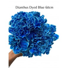 Dianthus Dyed Blue