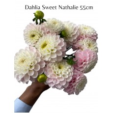 Dahlia Sweet Natalie 