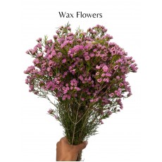 Wax Flowers - Sweet Purple 