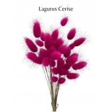 Preserved Lagurus - Cerise 