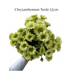 Chrysanthemum Turtle 