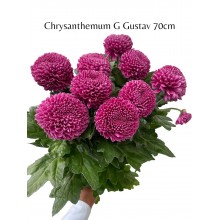 Chrysanthemum G Gustav Chrysanthemum G Gustav