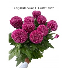 Chrysanthemum G Gustav