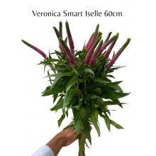 Veronica Smart Iselle