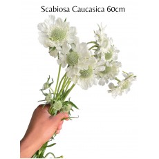 Scabiosa Caucasica 