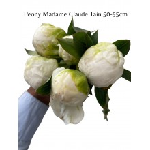 Peony - Madame Claude Tain 50-55cm (Seasonal)