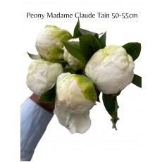 Peony - Madame Claude Tain 50-55cm (Seasonal) Peony - Madame Claude Tain 50-55cm (Seasonal)