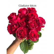 Gladiator