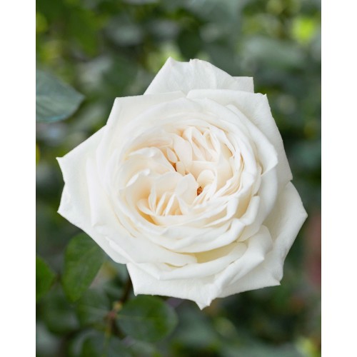 Jeanne Moreau  Ivory Garden Rose