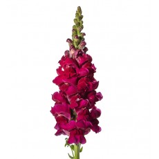 Antir Opus Pink/ Snapdragons