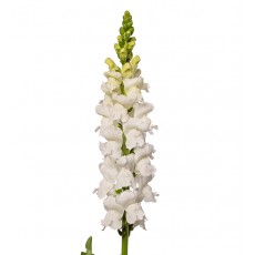 Antir Opus Appleblossom / Snapdragons
