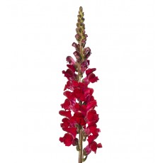 Antir Avignon dark red 80cm / Snapdragons 