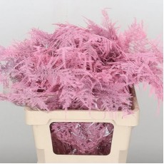 Asparagus Fern Pink 