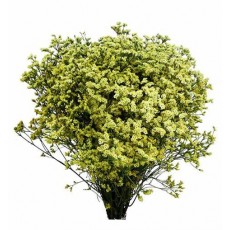 Limonium China Summer 