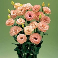 Lisianthus Arena Apricot Vanderfax 