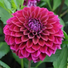 Dahlia Diva Us 