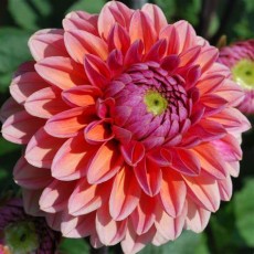 Dahlia Daisy Duke (Med) 