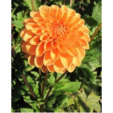 Dahlia Maarn 