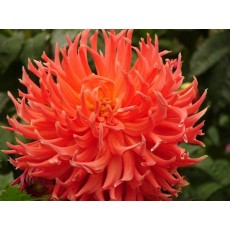 Dahlia Orange Cactus 