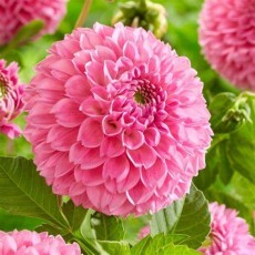 Dahlia Sweet Fabienne 
