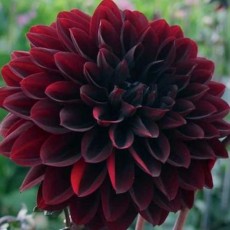 Dahlia Sobian Burgundy (Med) 