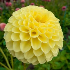 Dahlia Yellow Ball 