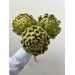 Fresh Artichoke