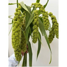 Limelight Millet 
