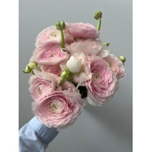 Ranunculus Clooney Hanoi 