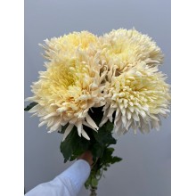 Chrysanthemum Giant Auignon