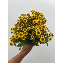 Chrysanthemum - Santini Madiba Yellow Bokka 55cm 