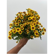 Chrysanthemum - Santini Madiba Yellow Bokka 55cm 