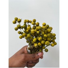 Dried Lilac De Chine 