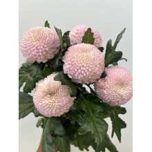 Chrysanthemum - Momoka 70cm 