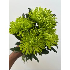 Chrysanthemum - Anastasia Dark Green 70cm