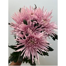 Chrysanthemum - Capriool 70cm 