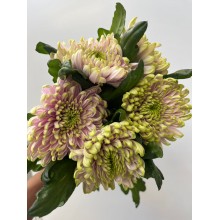 Chrysanthemum - Rossano Elizabeth 70cm