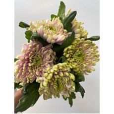 Chrysanthemum - Rossano Elizabeth 70cm