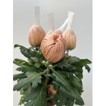 Chrysanthemum - Vienna Copper 80cm