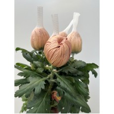 Chrysanthemum - Vienna Copper 80cm