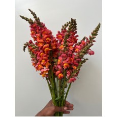 Antir Antibes Orange  / Snapdragons 